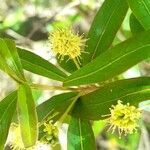 Terminalia australis flower picture by Trap Hers (cc-by-sa)