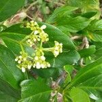 Premna serratifolia flower picture by Maarten Vanhove (cc-by-sa)