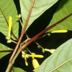 Hamelia axillaris flower picture by Nelson Zamora Villalobos (cc-by-nc)