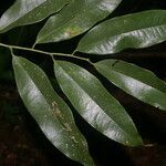 Guatteria lucens leaf picture by Nelson Zamora Villalobos (cc-by-nc)