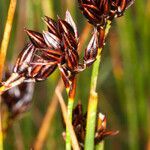 Juncus jacquinii fruit picture by Martin Bishop (cc-by-sa)