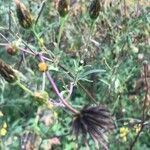 Bidens bipinnata habit picture by myriam pied (cc-by-sa)