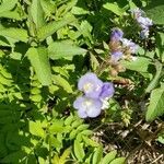 Polemonium reptans flower picture by Margaret Rogers (cc-by-sa)