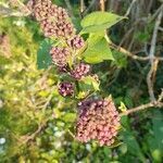 Syringa vulgaris flower picture by Guylaine Juillot (cc-by-sa)