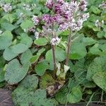 Petasites pyrenaicus flower picture by rickterscale (cc-by-sa)