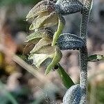 Epipactis microphylla flower picture by Stéphane Mars (cc-by-sa)