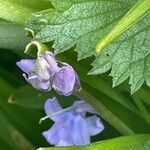 Hyacinthoides x massartiana flower picture by David Hocken (cc-by-sa)