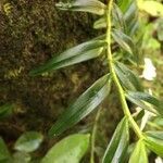 Angraecum ramosum leaf picture by Hugo SANTACREU (cc-by-sa)