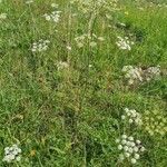 Conopodium majus habit picture by Vittorio (cc-by-sa)