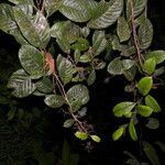 Davilla nitida habit picture by Nelson Zamora Villalobos (cc-by-nc)