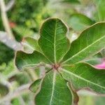 Adenium obesum leaf picture by Marwan Ghajar (cc-by-sa)