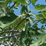 Ficus carica habit picture by Fabrice Rubio (cc-by-sa)