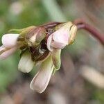 Arabis scabra flower picture by Yoan MARTIN (cc-by-sa)