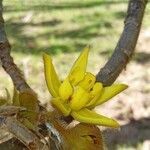 Apeiba tibourbou flower picture by Sales de Melo Wendrio (cc-by-sa)