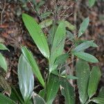 Pharus lappulaceus habit picture by Nelson Zamora Villalobos (cc-by-nc)