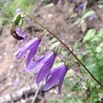 Campanula bononiensis flower picture by Patrick Jansen (cc-by-sa)