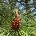 Pinus roxburghii fruit picture by Pahaadi. Bheji (cc-by-sa)