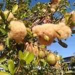 Eriotheca pubescens fruit picture by Flor Sam (cc-by-sa)