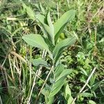 Lathyrus ochrus habit picture by Monteiro Henrique (cc-by-sa)