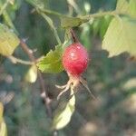 Rosa tomentosa fruit picture by Marieke Jelsma (cc-by-sa)