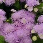 Ageratum houstonianum habit picture by Dieter Albrecht (cc-by-sa)