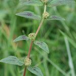 Euphorbia hirta habit picture by R. Tournebize (cc-by-sa)