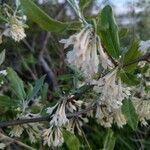 Elaeagnus umbellata flower picture by Matthias Foellmer (cc-by-sa)