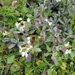 Arabis caucasica habit picture by Yves MORENO (cc-by-sa)