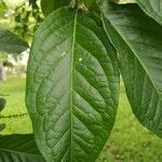 Bunchosia dwyeri leaf picture by Fernández Esteban (cc-by-sa)