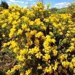 Genista hispanica habit picture by López Javier (cc-by-sa)