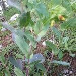 Cerinthe glabra habit picture by Pierre Meunier (cc-by-sa)