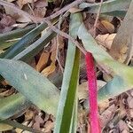 Billbergia nutans leaf picture by Trap Hers (cc-by-sa)