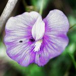 Centrosema brasilianum flower picture by R. Tournebize (cc-by-sa)