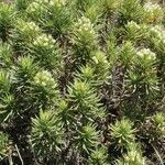 Echium aculeatum habit picture by Szabolcs Frater (cc-by-sa)