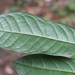 Unonopsis stipitata leaf picture by R. Tournebize (cc-by-sa)