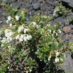 Gaultheria mucronata habit picture by Daniel Barthelemy (cc-by-nc)