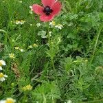 Papaver hybridum habit picture by Jean-Marie Frenoux (cc-by-sa)