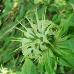 Monarda clinopodia flower picture by Serena boettcher (cc-by-sa)