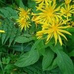 Crepis paludosa flower picture by Goiriena iñaki (cc-by-sa)