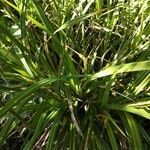 Carex pendula leaf picture by Ronan Daniel (cc-by-sa)