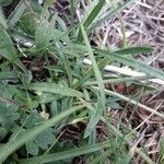 Armeria pubinervis leaf picture by Marc Fily (cc-by-sa)