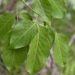 Platymiscium parviflorum leaf picture by Nelson Zamora Villalobos (cc-by-nc)