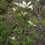 Philadelphus microphyllus flower picture by Dario Chavez (cc-by-sa)