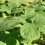 Cucurbita ficifolia leaf picture by Kai Best (cc-by-sa)