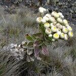 Helichrysum mannii habit picture by Fabien Anthelme (cc-by-sa)