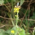 Sisymbrium officinale flower picture by Barry Cornelius (cc-by-sa)