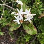 Rhododendron viscosum flower picture by Luke Luke (cc-by-sa)