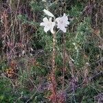 Lilium candidum habit picture by Mladen Glavic (cc-by-sa)