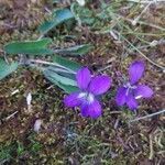 Viola sagittata flower picture by Cedar Bridge Botanicals (cc-by-sa)