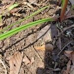 Zephyranthes atamasco leaf picture by Brad Kelley (cc-by-sa)